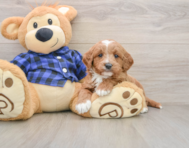 6 week old Mini Goldendoodle Puppy For Sale - Lone Star Pups