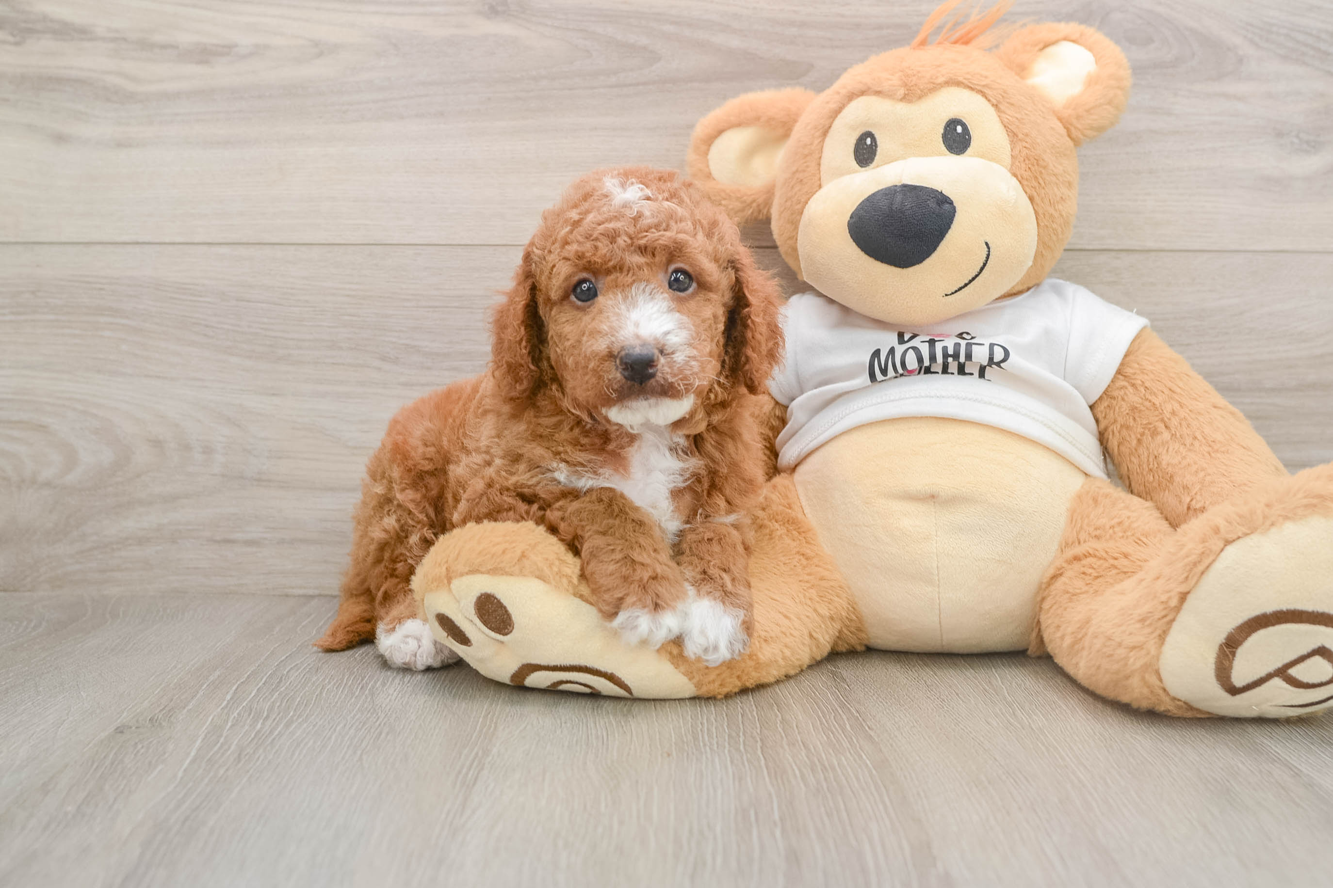 Small Mini Goldendoodle Baby