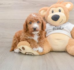 6 week old Mini Goldendoodle Puppy For Sale - Lone Star Pups