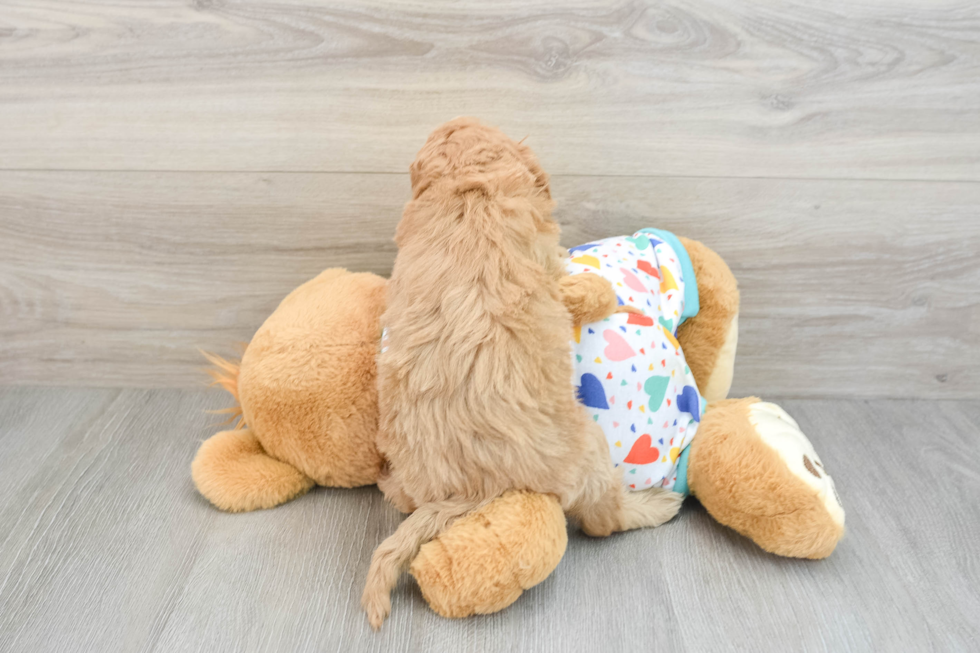 Mini Goldendoodle Pup Being Cute