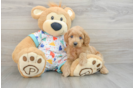 Mini Goldendoodle Puppy for Adoption