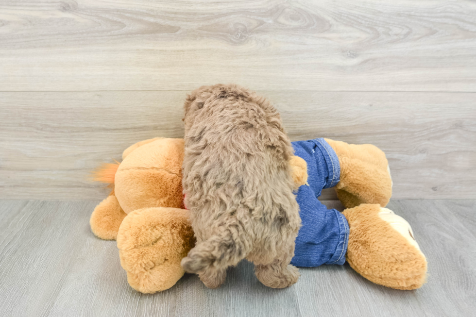 Fluffy Mini Goldendoodle Poodle Mix Pup