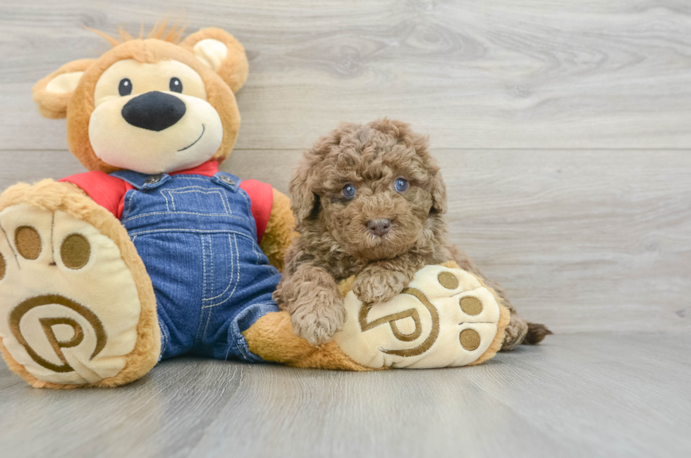 6 week old Mini Goldendoodle Puppy For Sale - Lone Star Pups