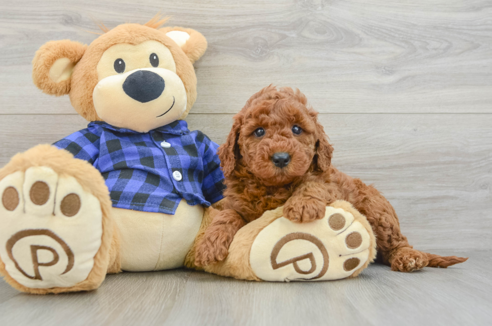 6 week old Mini Goldendoodle Puppy For Sale - Lone Star Pups