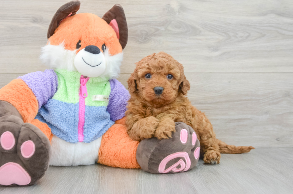 6 week old Mini Goldendoodle Puppy For Sale - Lone Star Pups