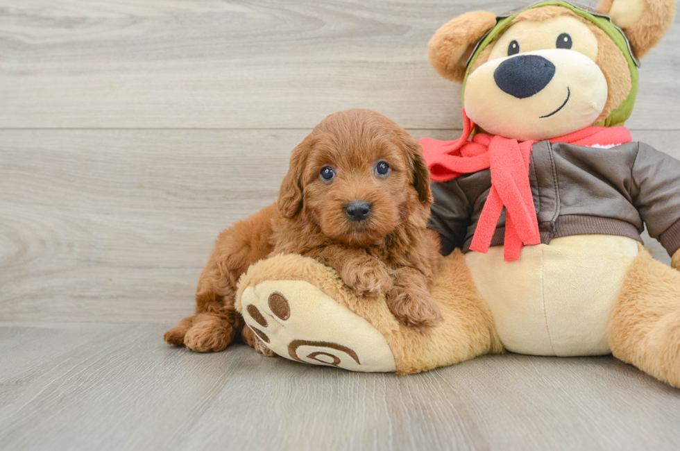 5 week old Mini Goldendoodle Puppy For Sale - Lone Star Pups
