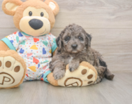 6 week old Mini Goldendoodle Puppy For Sale - Lone Star Pups