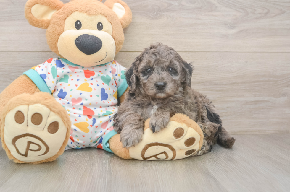 5 week old Mini Goldendoodle Puppy For Sale - Lone Star Pups