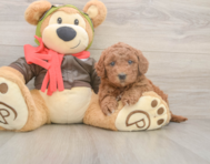 6 week old Mini Goldendoodle Puppy For Sale - Lone Star Pups