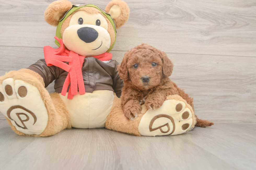 5 week old Mini Goldendoodle Puppy For Sale - Lone Star Pups