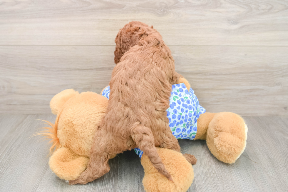 Best Mini Goldendoodle Baby