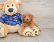 7 week old Mini Goldendoodle Puppy For Sale - Lone Star Pups