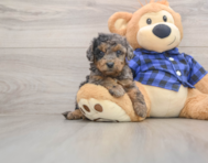 8 week old Mini Goldendoodle Puppy For Sale - Lone Star Pups
