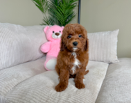 8 week old Mini Goldendoodle Puppy For Sale - Lone Star Pups