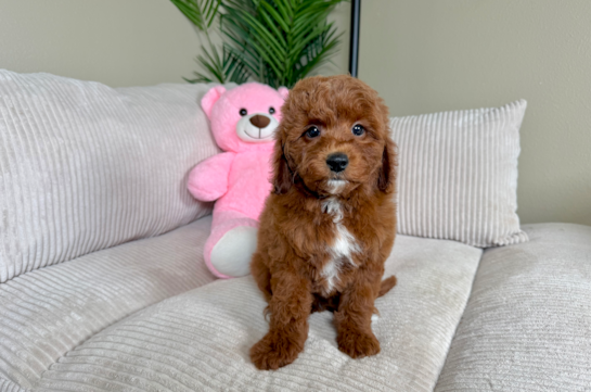 Cute Mini Goldendoodle Poodle Mix Pup