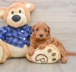 6 week old Mini Goldendoodle Puppy For Sale - Lone Star Pups