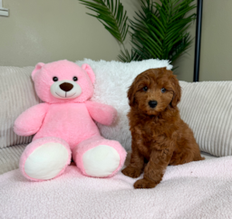 9 week old Mini Goldendoodle Puppy For Sale - Lone Star Pups