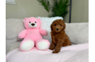 Best Mini Goldendoodle Baby