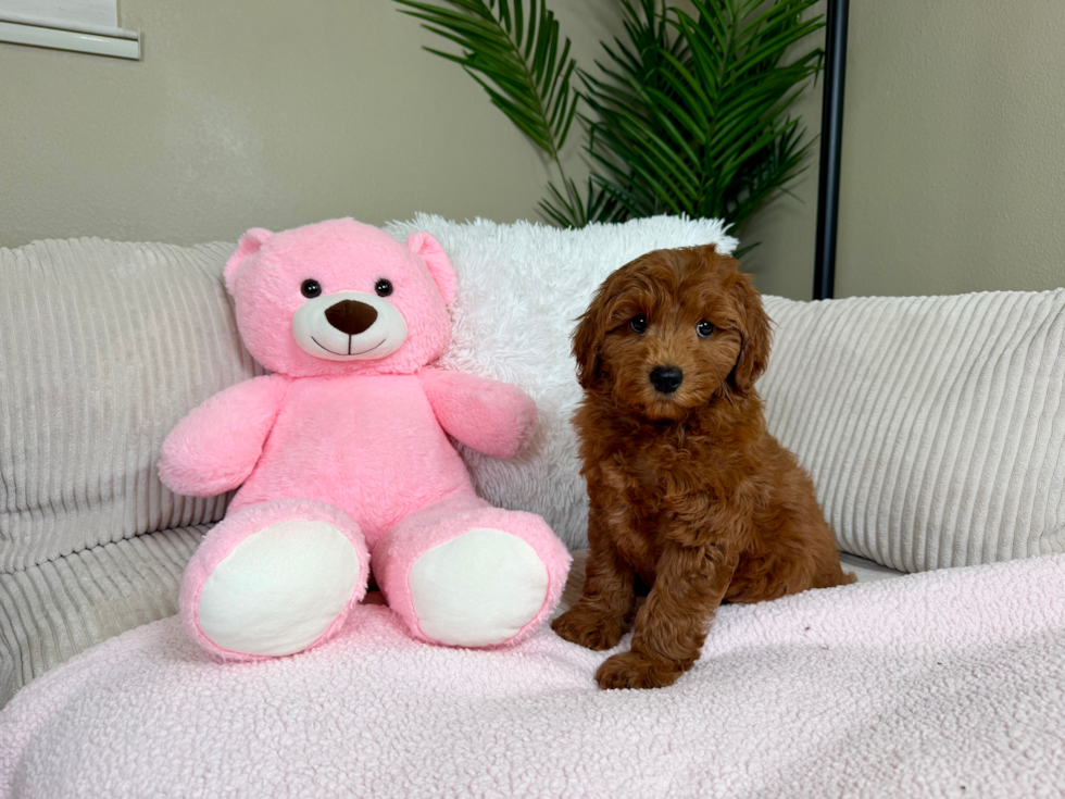 Best Mini Goldendoodle Baby
