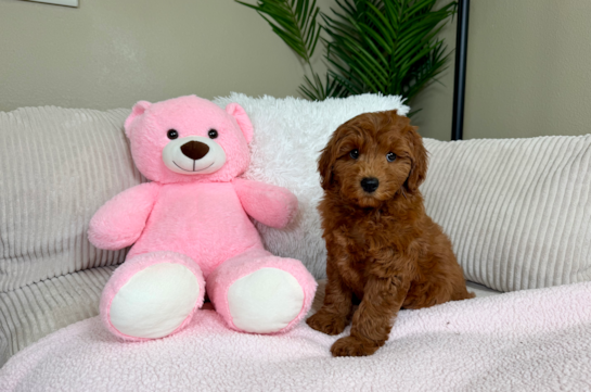 Best Mini Goldendoodle Baby