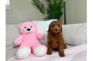 Cute Mini Goldendoodle Baby