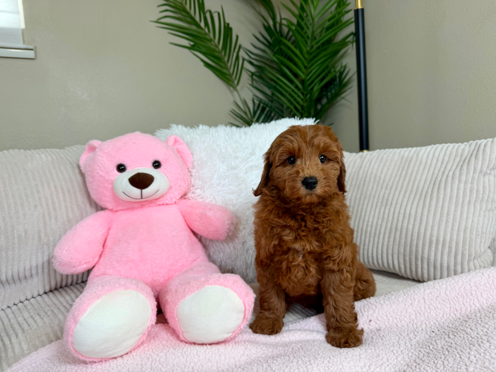 Cute Mini Goldendoodle Baby