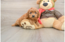 Energetic Golden Doodle Poodle Mix Puppy