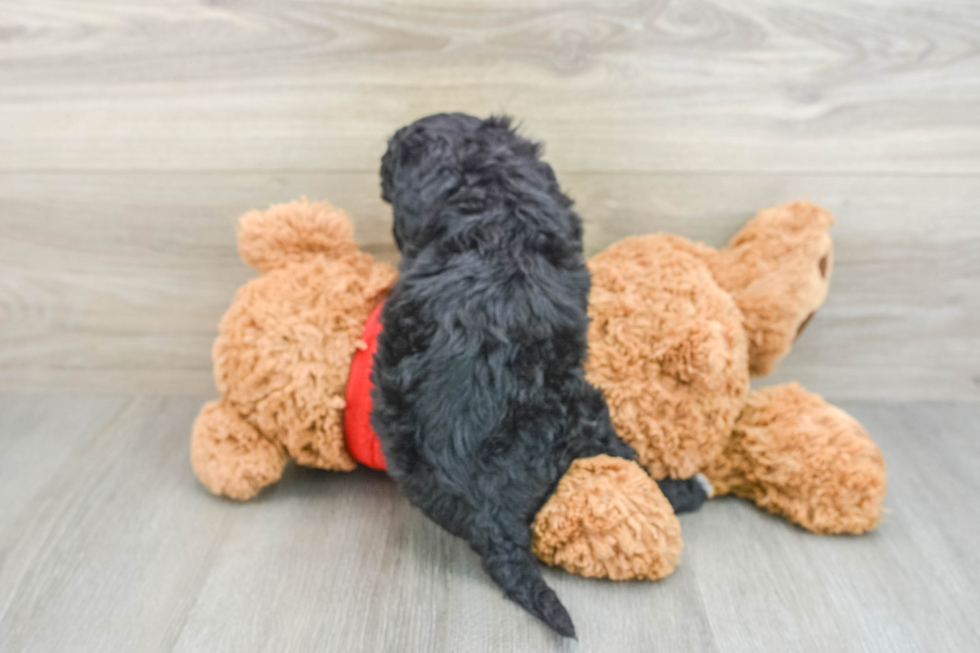 Funny Mini Goldendoodle Poodle Mix Pup