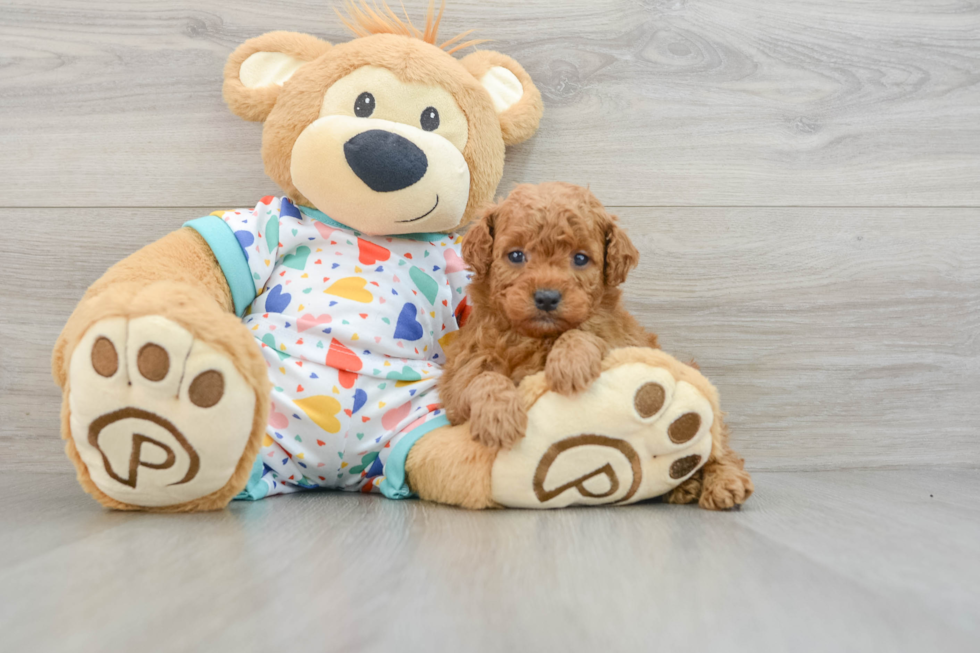 Mini Goldendoodle Pup Being Cute