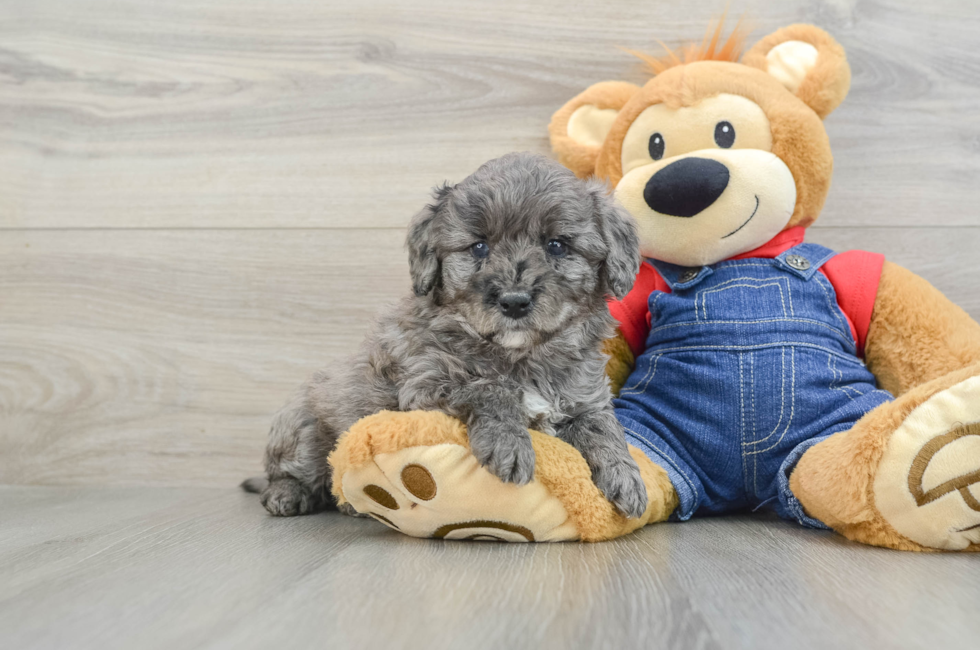 6 week old Mini Goldendoodle Puppy For Sale - Lone Star Pups