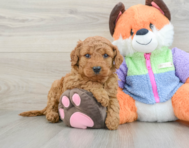 7 week old Mini Goldendoodle Puppy For Sale - Lone Star Pups