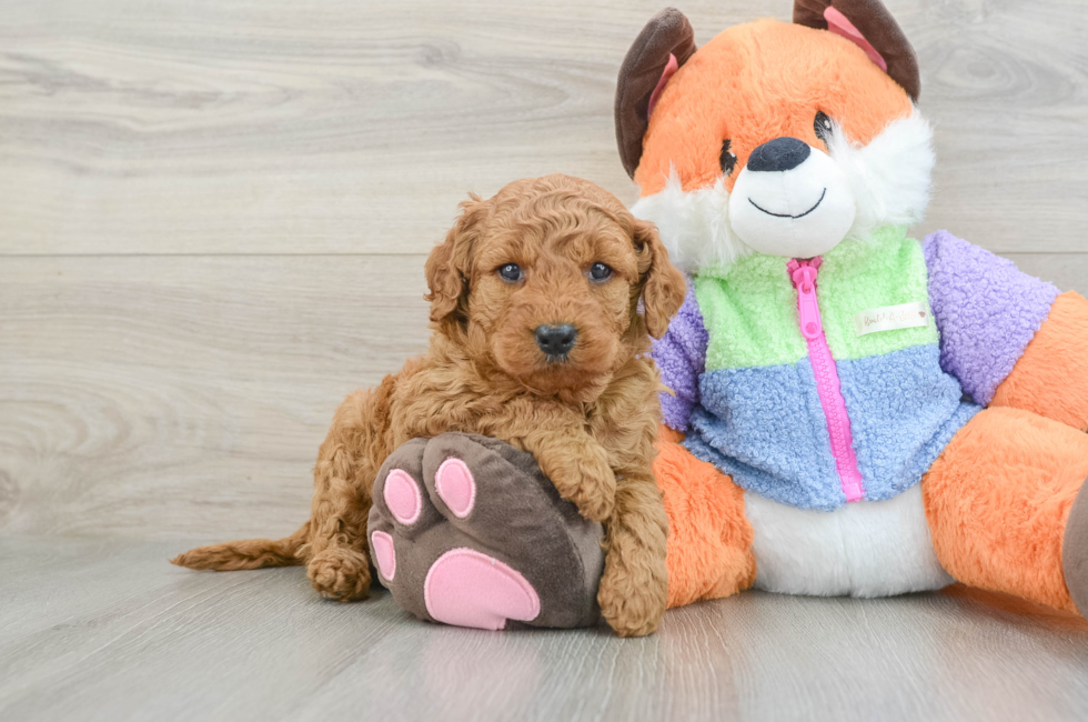 6 week old Mini Goldendoodle Puppy For Sale - Lone Star Pups