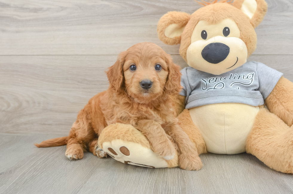 6 week old Mini Goldendoodle Puppy For Sale - Lone Star Pups