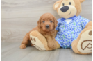 Popular Mini Goldendoodle Poodle Mix Pup