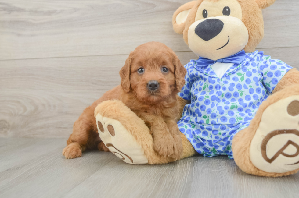 5 week old Mini Goldendoodle Puppy For Sale - Lone Star Pups