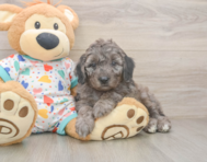 6 week old Mini Goldendoodle Puppy For Sale - Lone Star Pups
