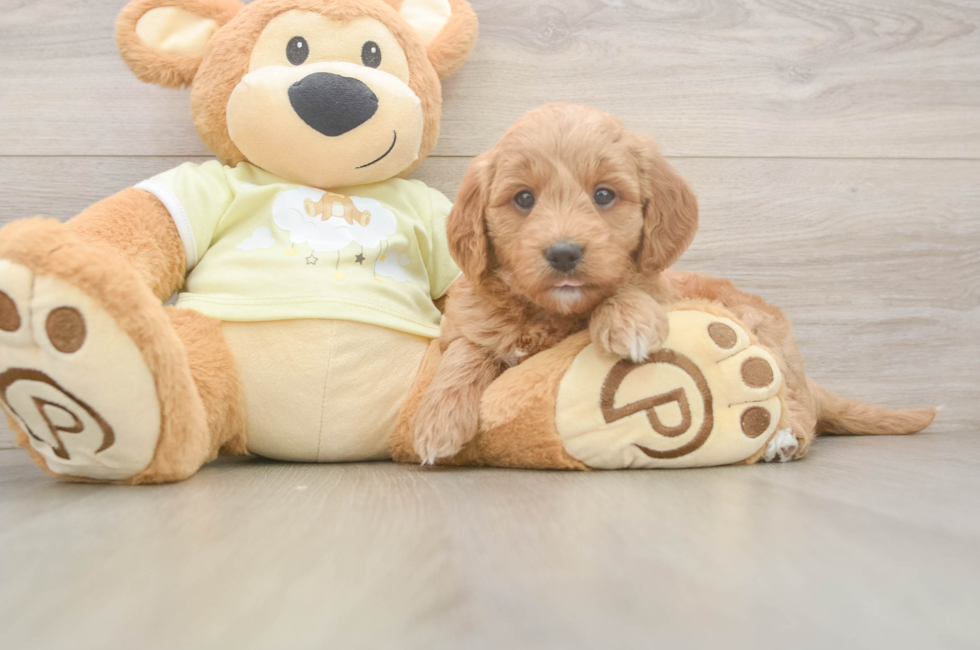 7 week old Mini Goldendoodle Puppy For Sale - Lone Star Pups