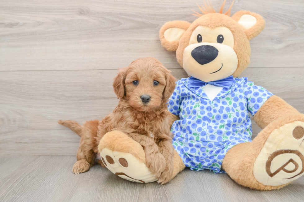 Mini Goldendoodle Pup Being Cute