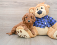 7 week old Mini Goldendoodle Puppy For Sale - Lone Star Pups