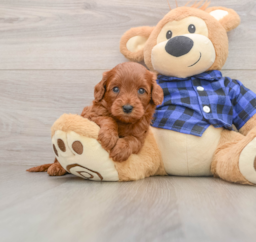 7 week old Mini Goldendoodle Puppy For Sale - Lone Star Pups