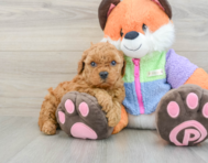7 week old Mini Goldendoodle Puppy For Sale - Lone Star Pups
