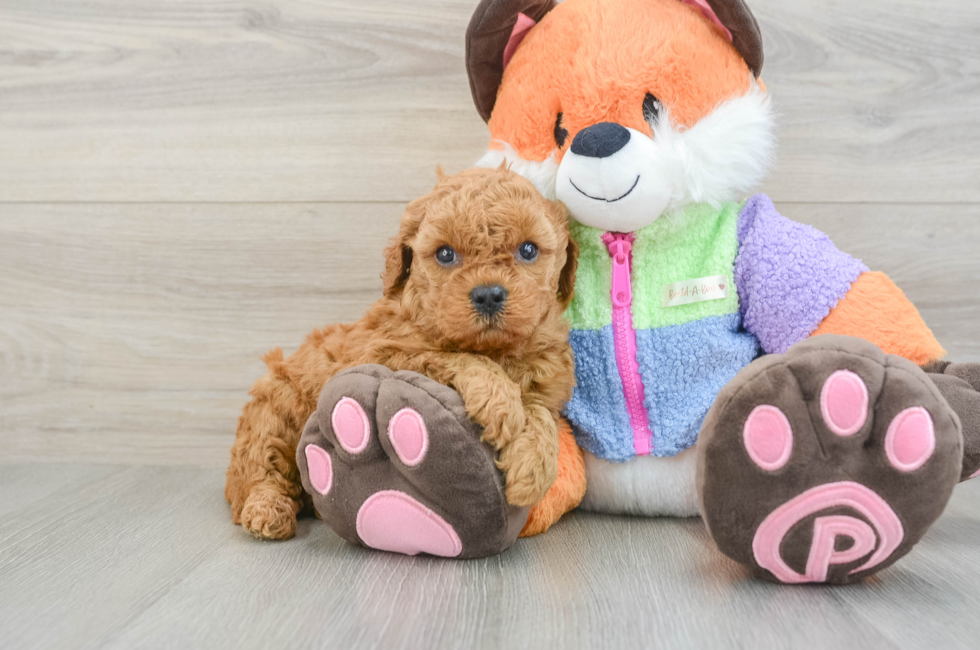 6 week old Mini Goldendoodle Puppy For Sale - Lone Star Pups