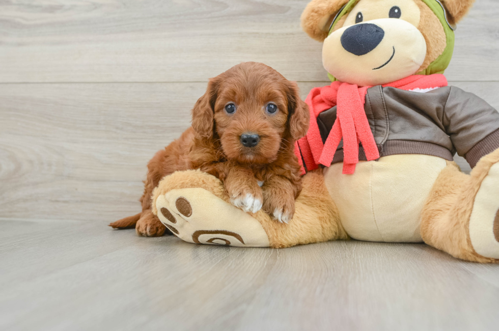 5 week old Mini Goldendoodle Puppy For Sale - Lone Star Pups