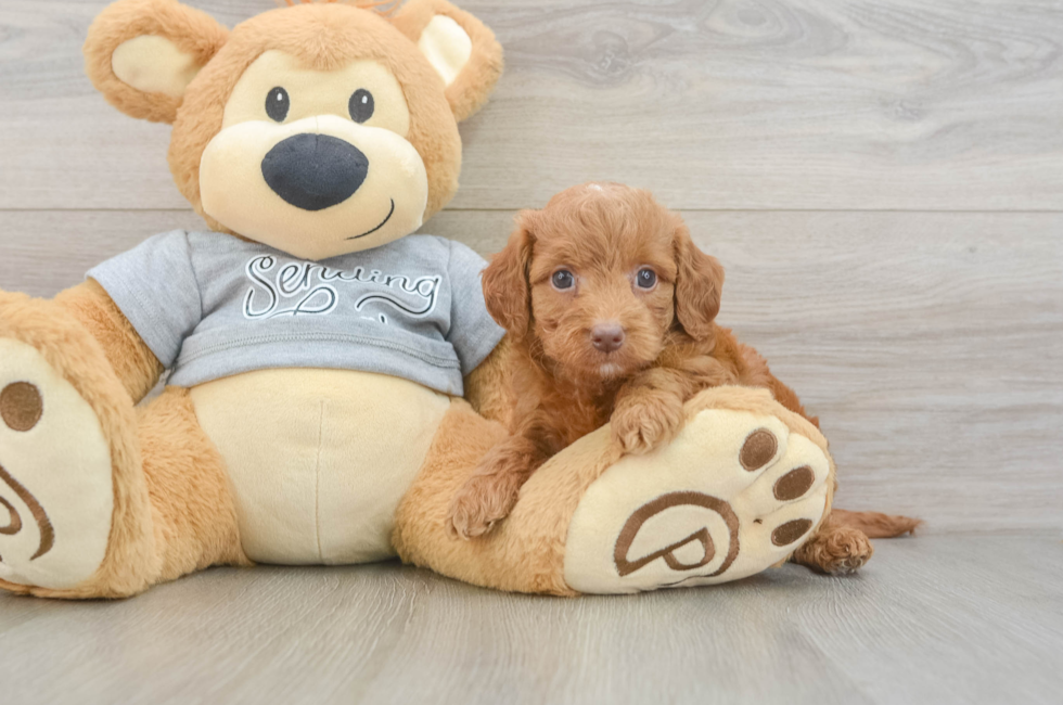 6 week old Mini Goldendoodle Puppy For Sale - Lone Star Pups