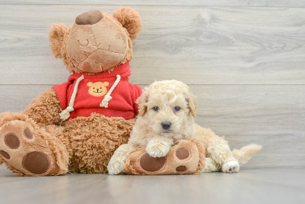 Mini Goldendoodle Puppy for Adoption