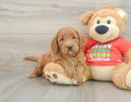 5 week old Mini Goldendoodle Puppy For Sale - Lone Star Pups