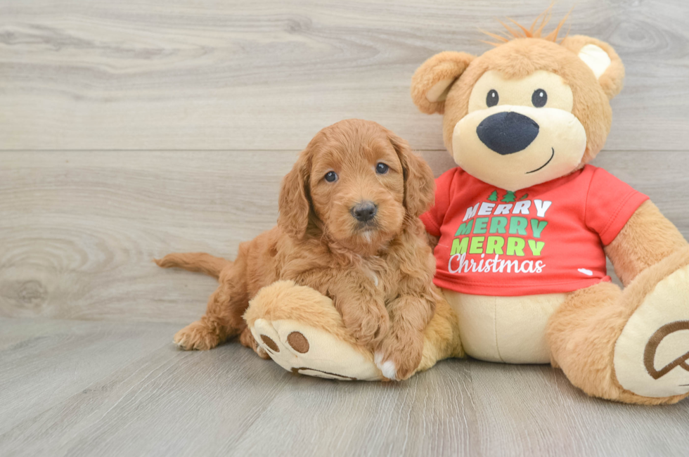 5 week old Mini Goldendoodle Puppy For Sale - Lone Star Pups