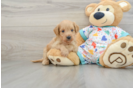 Mini Goldendoodle Puppy for Adoption