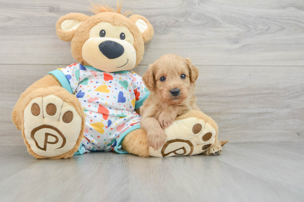 5 week old Mini Goldendoodle Puppy For Sale - Lone Star Pups