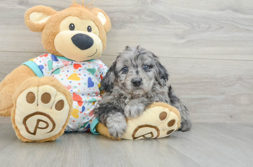 5 week old Mini Goldendoodle Puppy For Sale - Lone Star Pups